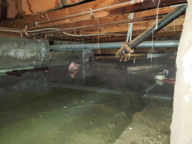 Best Carpet water damage restoration  in Cloverleaf, TX